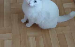 Pomôžme kocúrikovi s dýchacími ťažkosťami