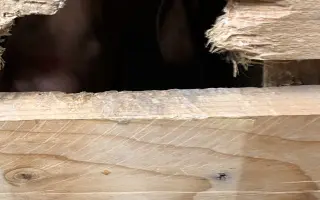 Pomôžte nám dať psom druhú šancu – prerábame Happy Paw’s