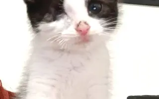 Pomôžte nám postaviť bezpečnú voliéru pre mačky bez domova