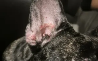 Pomôžme Minnie zastaviť bolesť a zachrániť jej zrak aj zdravie