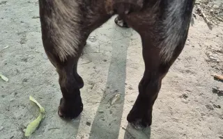 Pomôžte Cherry získať späť radosť z pohybu!