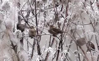 Prispejte k vydaniu knihy AtlasAnka a vtáčie dobrodružstvo