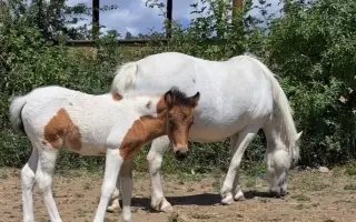 Pomôžte zabezpečiť seno pre 8 koní na celý rok