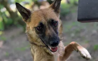 🧱 Pomôžte nám postaviť nový plot = viac bezpečia a slobody 🐾🐾