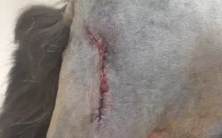 Pomôžte Sindy znovu behať a žiť bez bolesti. Posledná operácia splní náš sen 🙏