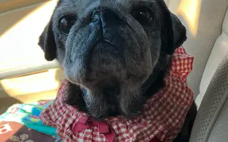 Pomôžme mopsinke Boženke (15,5 r.) a ďalším seniorom