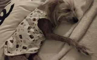 Pomôžme Rúfuskovi zabezpečiť potrebnú operáciu