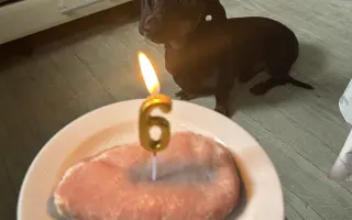 Dobby znovu chodí. Pomôžte mu opäť behať.