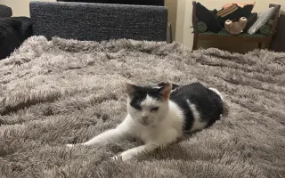 Pomohli ste Kokovi v boji s agresívnou rakovinou FISS