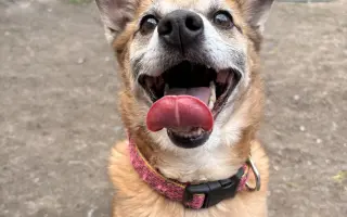 Pomôžte nám dať psom druhú šancu – prerábame Happy Paw’s