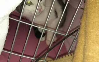 Pomôžme kocúrikovi Chlapcovi konečne voľne dýchať