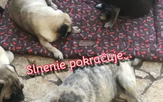 Pomôžte dať chorým mopsíkom šancu na život – MOPS v núdzi, o.z.