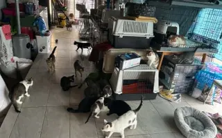 Darujme domček pre mačičky