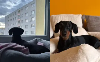 Pomôžme Jessie po operácii chrbátika