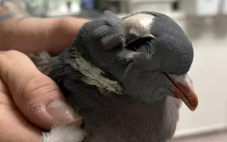 Pomôžme Vlaďke postaviť domov pre handicapované holuby