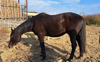 Pomôžte zabezpečiť seno pre 8 koní na celý rok