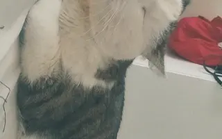 Pomôžme kocúrikovi Labke zotaviť sa
