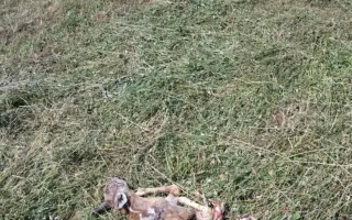 Každé ráno rozhoduje o živote srnčiat - pomôžte nám ich nájsť včas