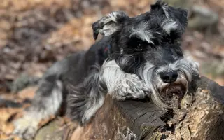 Ella - malý psík s veľkým srdcom, ktorý ešte nechce odísť