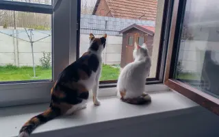 Pomôžme Eve starať sa aj naďalej o mačičky, ktoré ju potrebujú