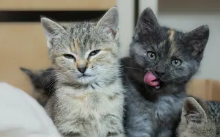 Zmeňme život mačkám na východnom Slovensku