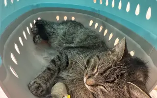 Pomôžme hostelovému kocúrovi Smokeymu s liečbou pľúc