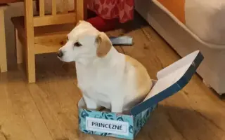 Pomôžte Penny zasa behať – láska na štyroch labkách