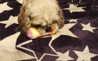 Pomôžte našim senior psíkom Shih-tzu dožiť dôstojný život