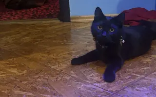 Pomôžme kocúrikovi Lucikovi získať peniaze na liečbu