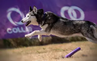 Nohy už nevládzu, ale srdce stále chce. Pomôžme Shaste.