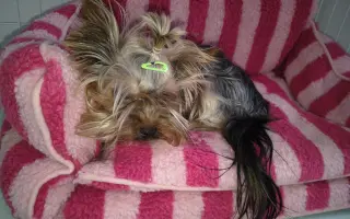 Pomôžme Leuške žiť bez bolesti a svrbenia