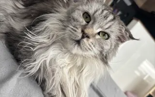 Pomôžme staršej mačičke Kikke - nech sa môže znova voľne nadýchnuť