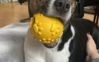 Pomôžme Forint opäť behať bez bolesti