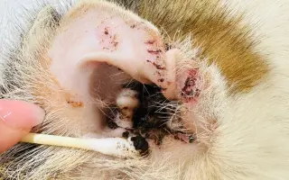 Pomôžme mačkám z Ružinova – 2. fáza pomoci