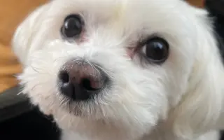 Sendy mala byť uspaná, no dnes bojuje o svoju labku!