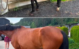 Pomôžme kobylke zvíťaziť nad bolesťou a následkami ťažkého zanedbania