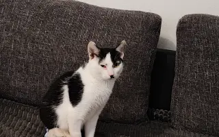 Pomôžte nám postaviť bezpečnú voliéru pre mačky bez domova