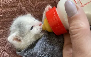 Pomôžte nám - k odkúpeniu raja pre OZ Záchranná stanica ANIMAL chýba ešte kúsok!