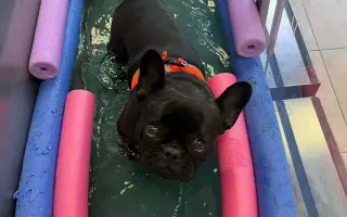 Vráťme Honey život, ktorý mala