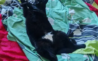 Pomôžme Mačičkám u Larky zvládnuť náročné obdobie