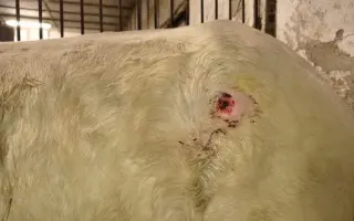 Pomôžme kobyle Kami v boji o život