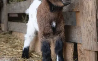 Podporte vznik malej rodinnej farmy a Minizoo