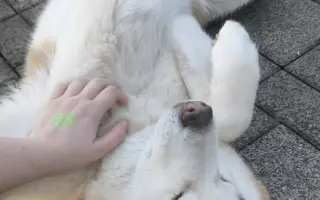 Keď labky slabnú, láska stále beží ďalej - pomôžme huskymu Hachiko