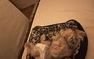 Pomôžme Vilkovi zostať tu s nami