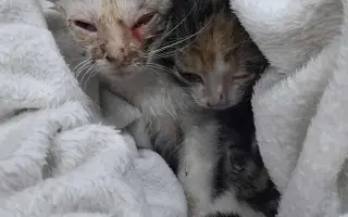 Zachráňme Miniho a dajme šancu aj tým, čo prídu po ňom Zachráňme Miniho a dajme šancu aj tým, čo prídu po ňom