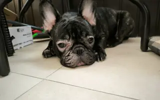 Pomôžme Minnie zastaviť bolesť a zachrániť jej zrak aj zdravie