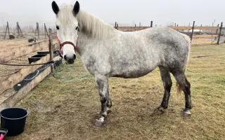 Pomôžme kobylke Moly zvládnuť liečbu