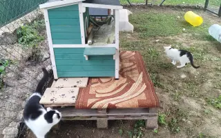 Pomôžte nám postaviť voliéru pre zachránené mačičky
