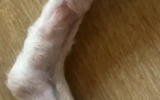 Pomohli ste Sendy bojovať o labku a pokračovať v liečbe
