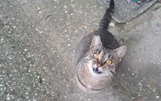 Pomôžme spoločne pouličným mačičkám 🐱🐾